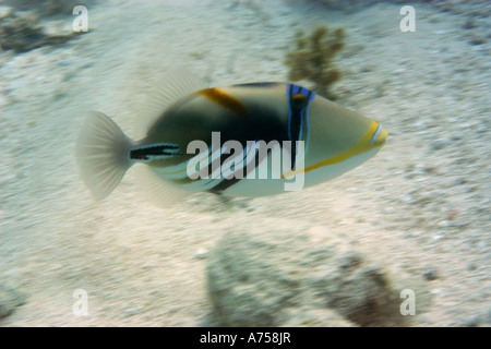 Picasso or blackbar triggerfish Rhinecanthus aculeatus Rongelap Atoll Marshall Islands Micronesia Stock Photo