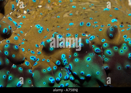 Giant clam Tridacna gigas detail of mantle covered with eye spots Rongelap Marshall Islands Micronesia Stock Photo