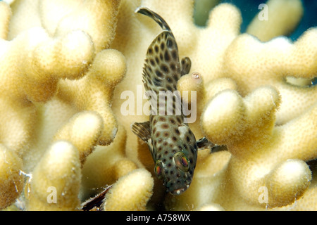 Honeycomb grouper Epinephelus merra Rongelap Atoll Marshall Islands Micronesia Stock Photo