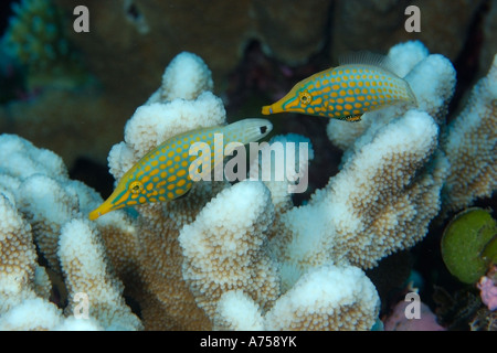 Pair of longnose filefish Oxymonacanthus longirostris feeding Rongelap Atoll Marshall Islands Micronesia Stock Photo