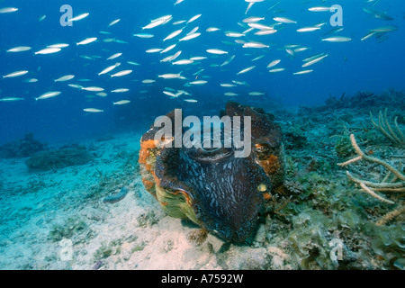 Giant clam Tridacna gigas Rongelap Atoll Marshall Islands Micronesia Stock Photo