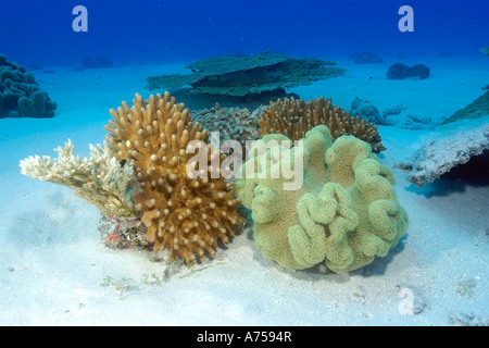 Soft corals Lobophytum sp and Sarcophytum sp Rongelap Atoll Marshall Islands Micronesia Stock Photo