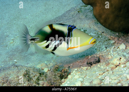 Picasso or blackbar triggerfish Rhinecanthus aculeatus Rongelap Marshall Islands Micronesia Stock Photo