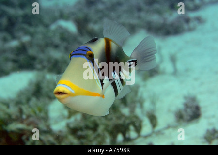 Picasso or blackbar triggerfish Rhinecanthus aculeatus Rongelap Marshall Islands Micronesia Stock Photo