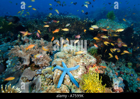 Coral reef scene, Apo Island, Philippines Stock Photo