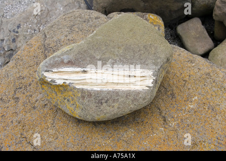 Fossilised tree trunk in exposed rocks on beach of Curio Bay site of fossil forest in the Catlins coast Southland New Zealand Stock Photo