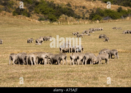 Merino Sheep In Groups To Avoid Flies Mackenzie Country South Island merino-sheep-in-groups-to-avoid-flies-mackenzie-country-south-island