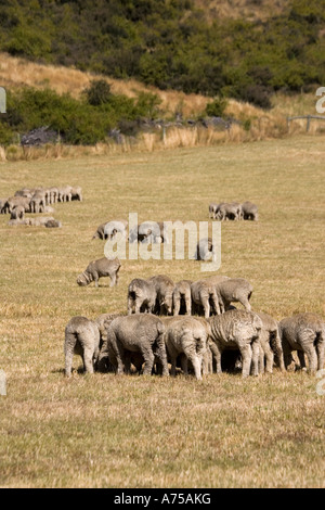 Merino Sheep In Groups To Avoid Flies Mackenzie Country South Island merino-sheep-in-groups-to-avoid-flies-mackenzie-country-south-island