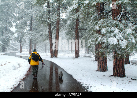 A man walking his dog on a path through snow covered trees in Grand Canyon National Park Arizona Stock Photo