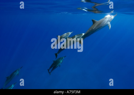 Spinner dolphins Stenella longirostris Big Island Hawaii USA