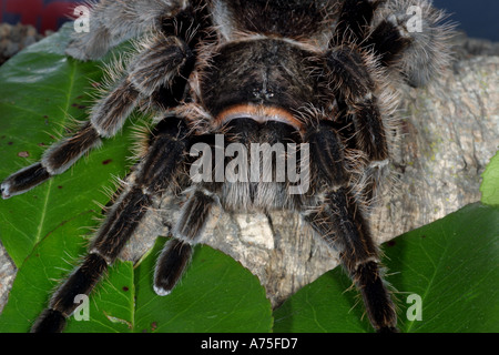 Curly Hair Tarantula Brachypelma albophilosom. Captive Stock Photo