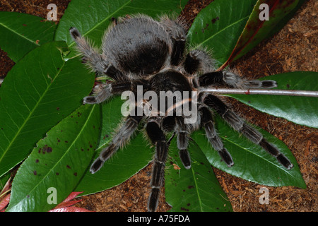 Curly Hair Tarantula Brachypelma albophilosom. Captive Stock Photo