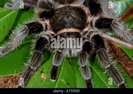 Curly Hair Tarantula Brachypelma albophilosom. Captive Stock Photo