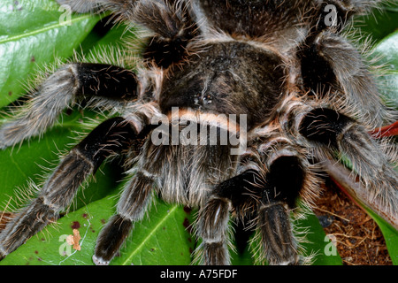 Curly Hair Tarantula Brachypelma albophilosom. Captive Stock Photo
