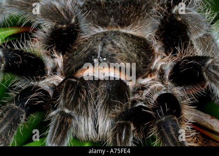 Curly Hair Tarantula Brachypelma albophilosom. Captive Stock Photo