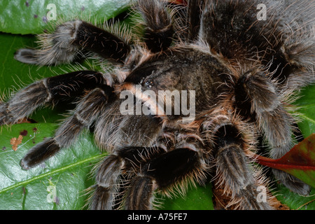 Curly Hair Tarantula Brachypelma albophilosom. Captive Stock Photo