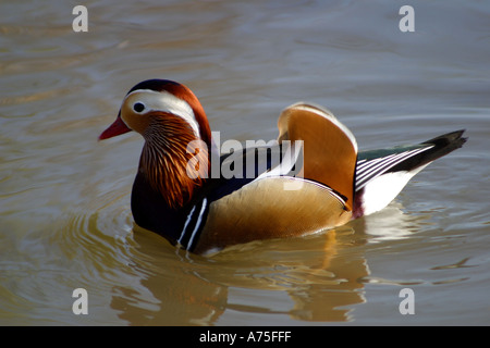 A colourful male Manderin Duck, Aix galericulata, on lack Stock Photo