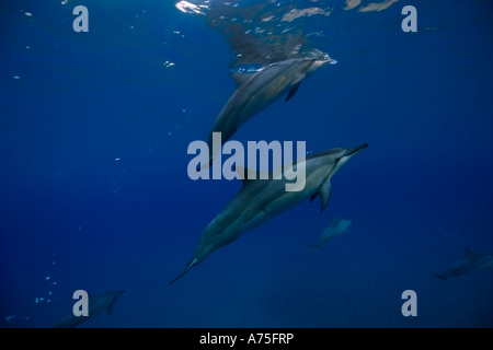 Spinner dolphins Stenella longirostris Big Island Hawaii USA