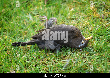 A DEAD BRITISH FEMALE BLACKBIRD LYING ON A LAWN.UK Stock Photo