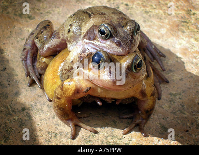 TWO NATIVE BRITISH FROGS IN A MATING POSITION RE SPRINGTIME SPRING REPRODUCTION TADPOLES BREEDING WILDLIFE GARDEN FROG SPAWN UK Stock Photo