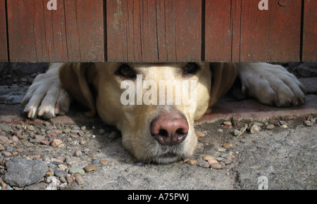A LABRADOR DOG STICKING HIS NOSE UNDER A GATE. RE PET OWNERS OWNERSHIP FOOD COSTS ETC UK Stock Photo