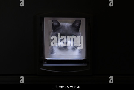 A BRITISH NATIVE CAT LOOKING THROUGH A CAT FLAP.UK. Stock Photo