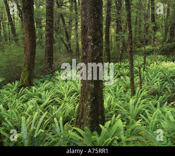 Ferns in Beech Forest on the Kepler Track Fiordland National Park South Island New Zealand Stock Photo