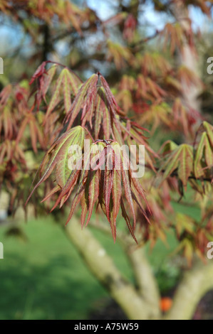 Acer palmatum var Heptalobum Japanese maple in spring foliage Stock Photo