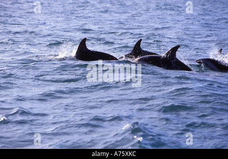 Dusky Dolphins Lagenorhynchus obscurus off the Kaikoura Coast New Zealand Stock Photo
