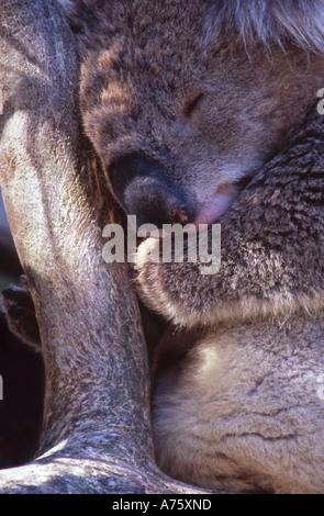 Koala Phascolarctos Cinereus sleeping in eucalyptus tree Australia Stock Photo