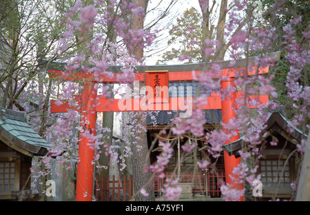 Torii gate and blooming sakura in Ozaki jinja Shrine Kanazawa Japan Stock Photo