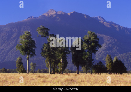 Trees on West Coast Farmland Near Fox Glacier Westland National Park South Island New Zealand Stock Photo