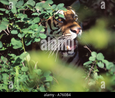 Siberian tiger in summer Stock Photo