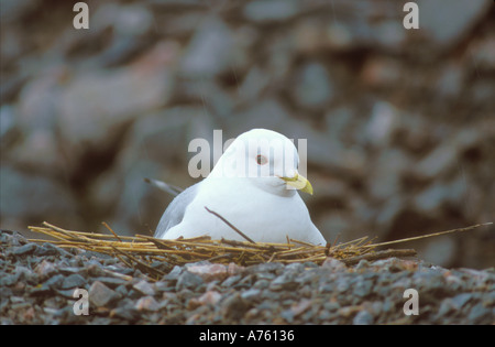 Common Gull sitting on nest on a pile of stones