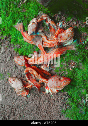 Fish remains Stock Photo