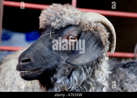 Ram on show at the autumn in malvern RHS flower show at the three counties show ground. worcestershire uk Stock Photo