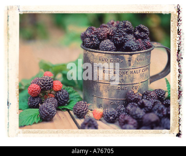 Tin cup full of fresh picked black raspberries in berry field polaroid transfer image Stock Photo