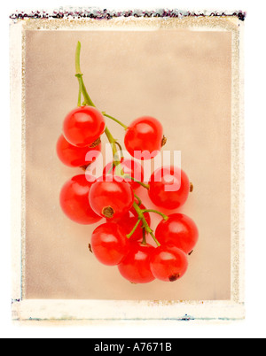 Red Currants Stock Photo