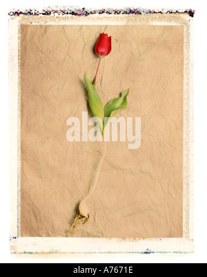tulip Stock Photo