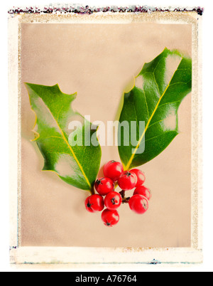 Holly berries Stock Photo