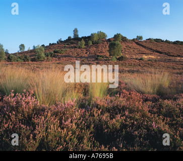 Thursley Common National Nature Reserve ,Surrey Heathland,Surrey, England UK, GB. Stock Photo