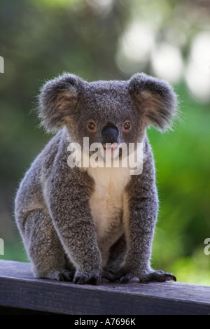 Koala, phascolarctos cinereus, single juvenile resting in a tree Stock ...