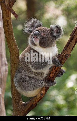 Koala, phascolarctos cinereus, single juvenile resting in a tree Stock ...