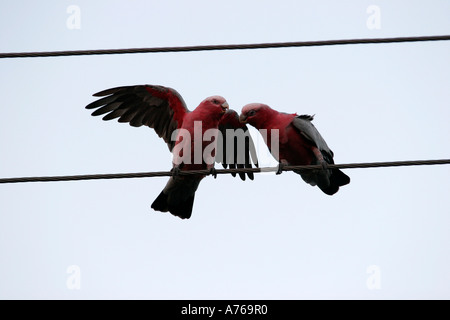 Galahs (Eolophus roseicapilla) resting  on a telephone wire Perth, Australia. Stock Photo