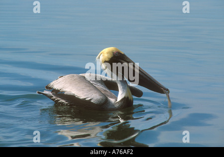 Brown Pelican having caught a fish Stock Photo
