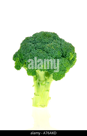 Large green head of broccoli on a pure white background. Stock Photo