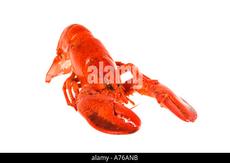 Whole cooked pink lobster on a pure white background. Stock Photo