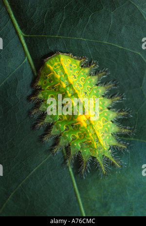 Slug caterpillar, Limacodidae, with stinging hairs and bright warning coloration colouration, Amazon rainforest Stock Photo