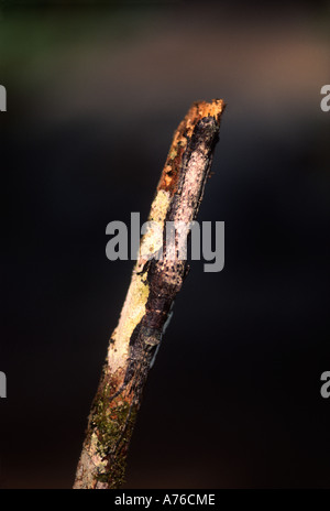 walking stick insect camouflage mimic ghost insects leaf insects Stock
