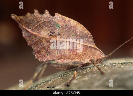Mimicry, Leaf-mimic, leaf mimic katydid, Typophyllum sp., Amazon rainforest, Loreto, Peru.